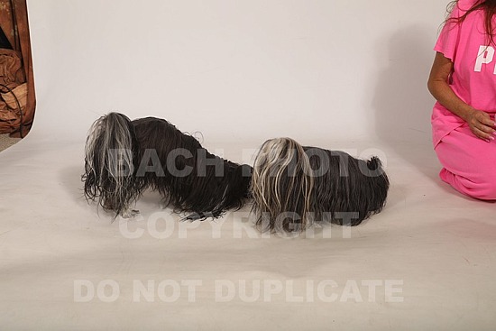 Lisa's Dogs