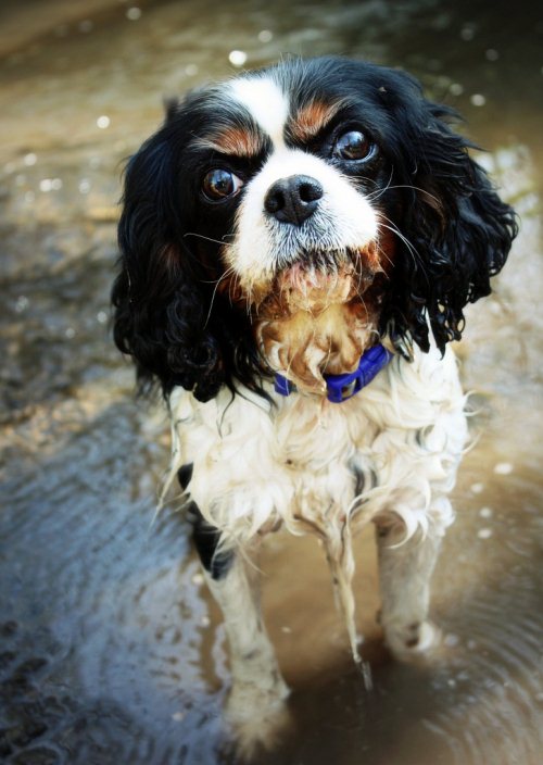 50 Silliest Dogs To Ever Go Hiking Backpackerverse