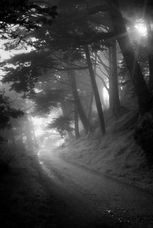 10 Most Haunted Hiking Trails Near San Francisco