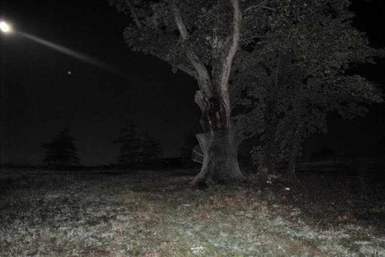 Here's Why Locals Call 'The Devil's Tree' a Portal To Hell