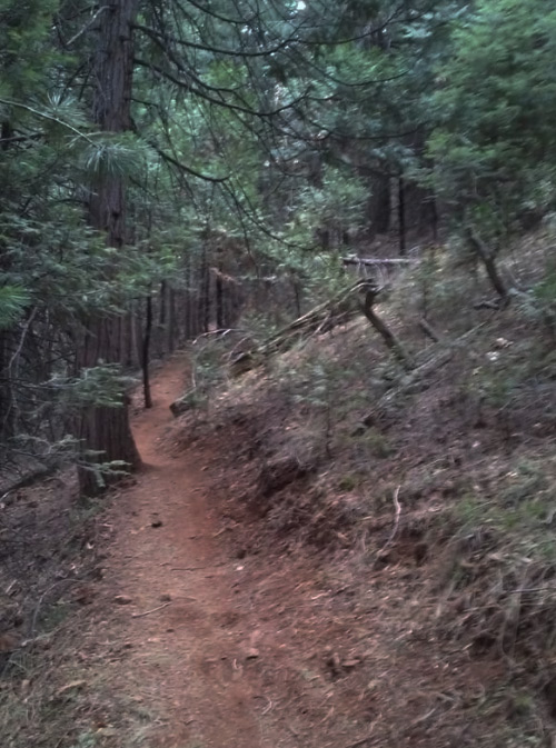 The 10 Best Mountain Bike Trails in California to See a Ghost