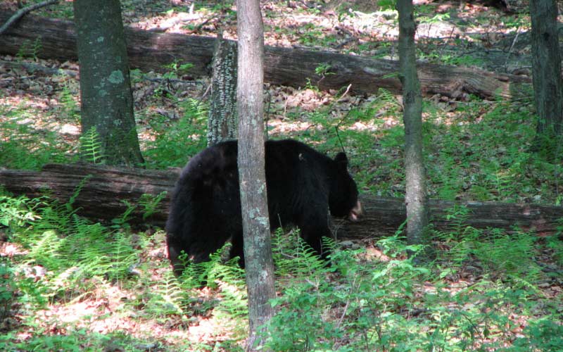 How To Hike The Appalachian Trail Alone Safely