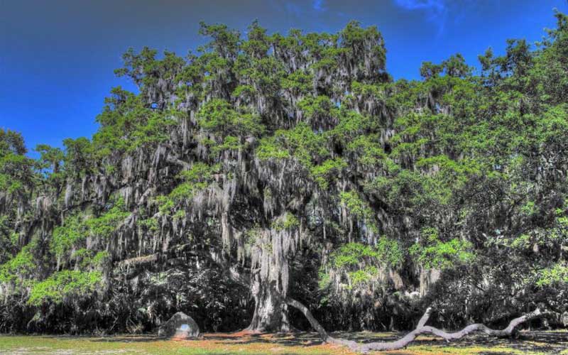Meaning Villages Florida The Villages Loofah Color Chart