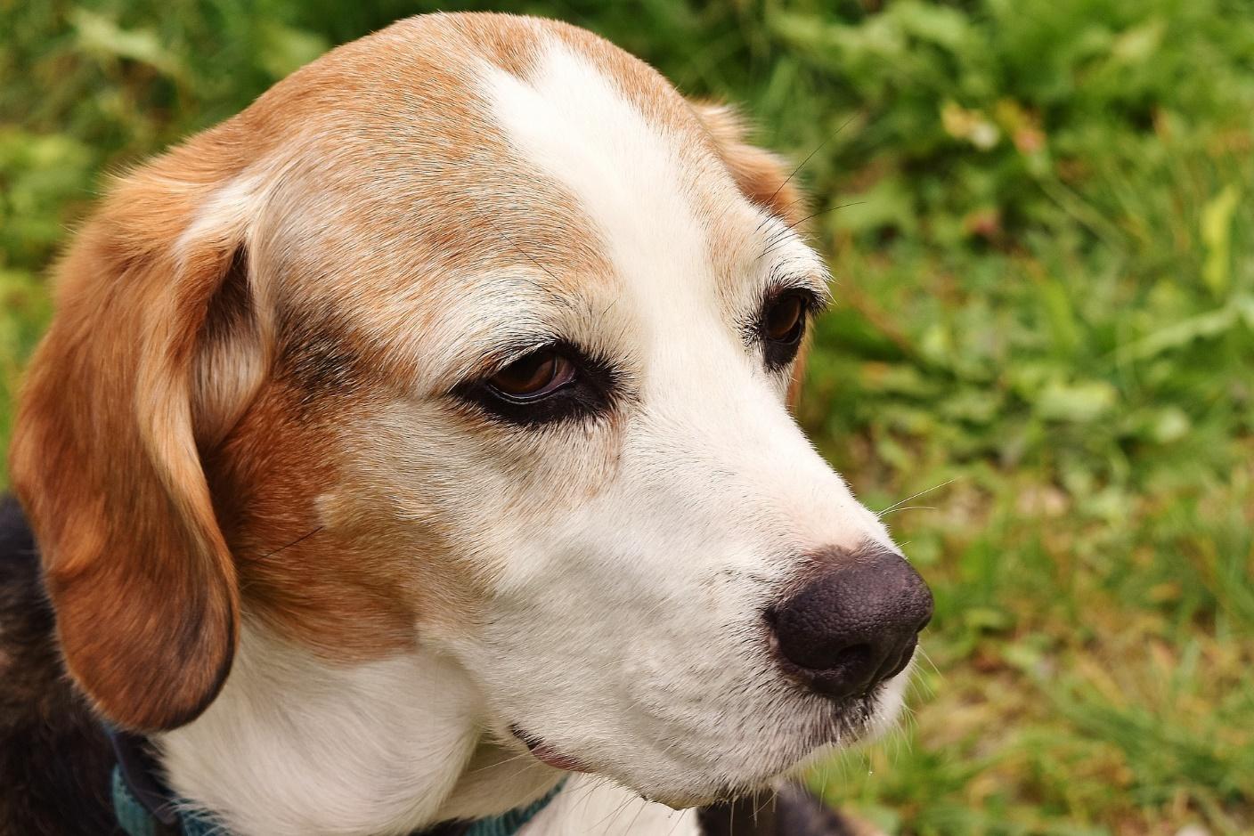 Dog Afterlife 4 Signs Your Best Friend Is Reaching Out To You