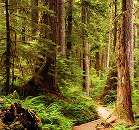 Trips in Olympic National Park
