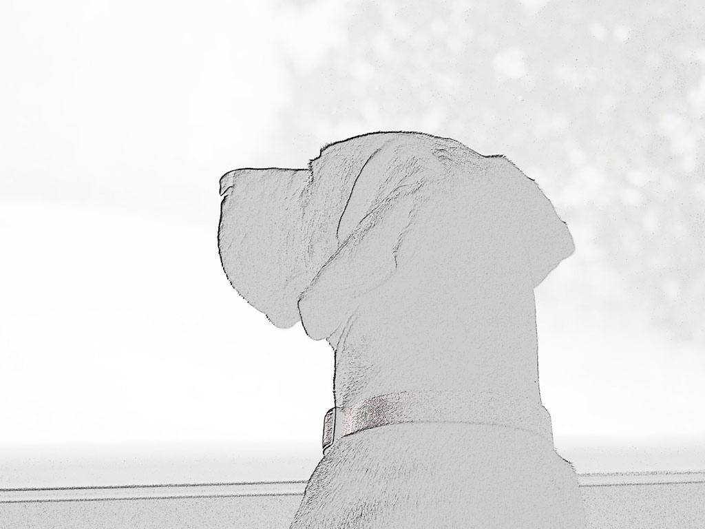 Black and white wall art featuring a labrador-great dane mix looking out a window