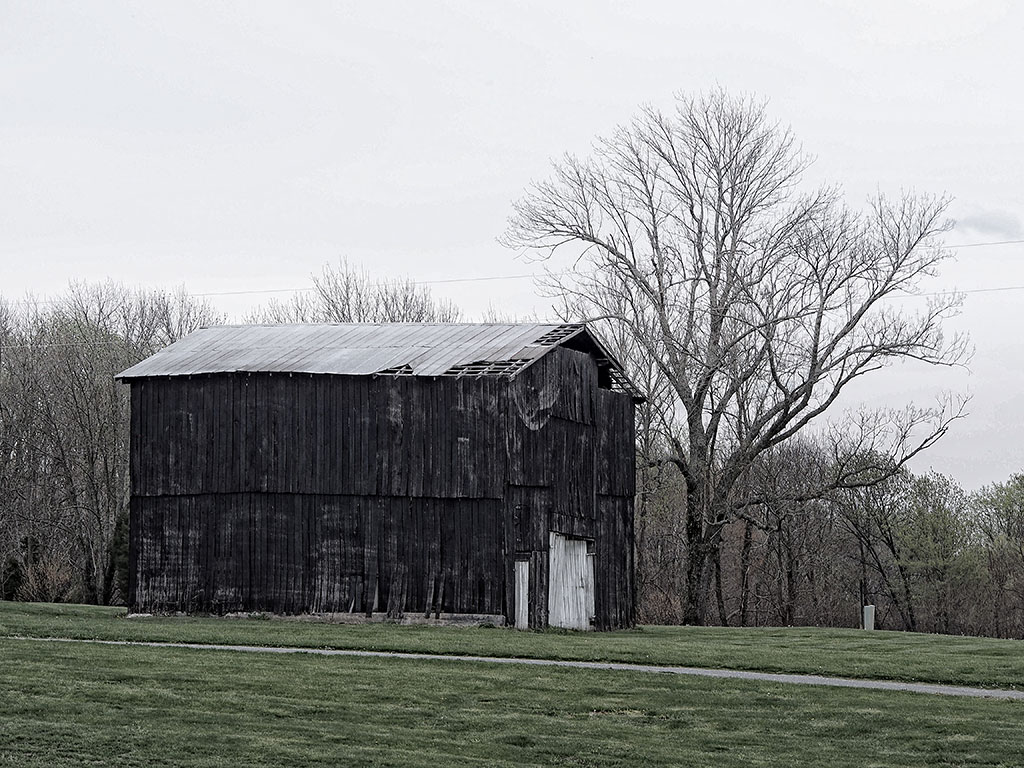 Photo of old black tobacco barn next to a large oak tree
