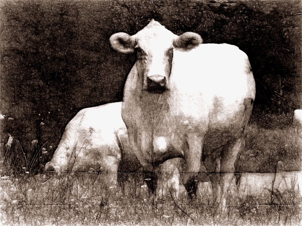 Black and white cow art featuring two white cows behind a barbed wire fence