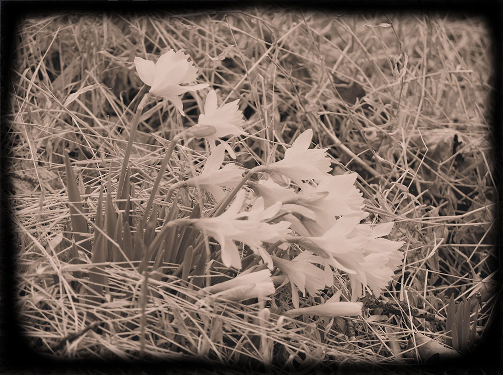 Canvas wall art featuring black and white daffodils
