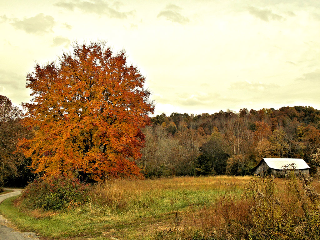 Home and Wall Decor featuring Autumn orange and red