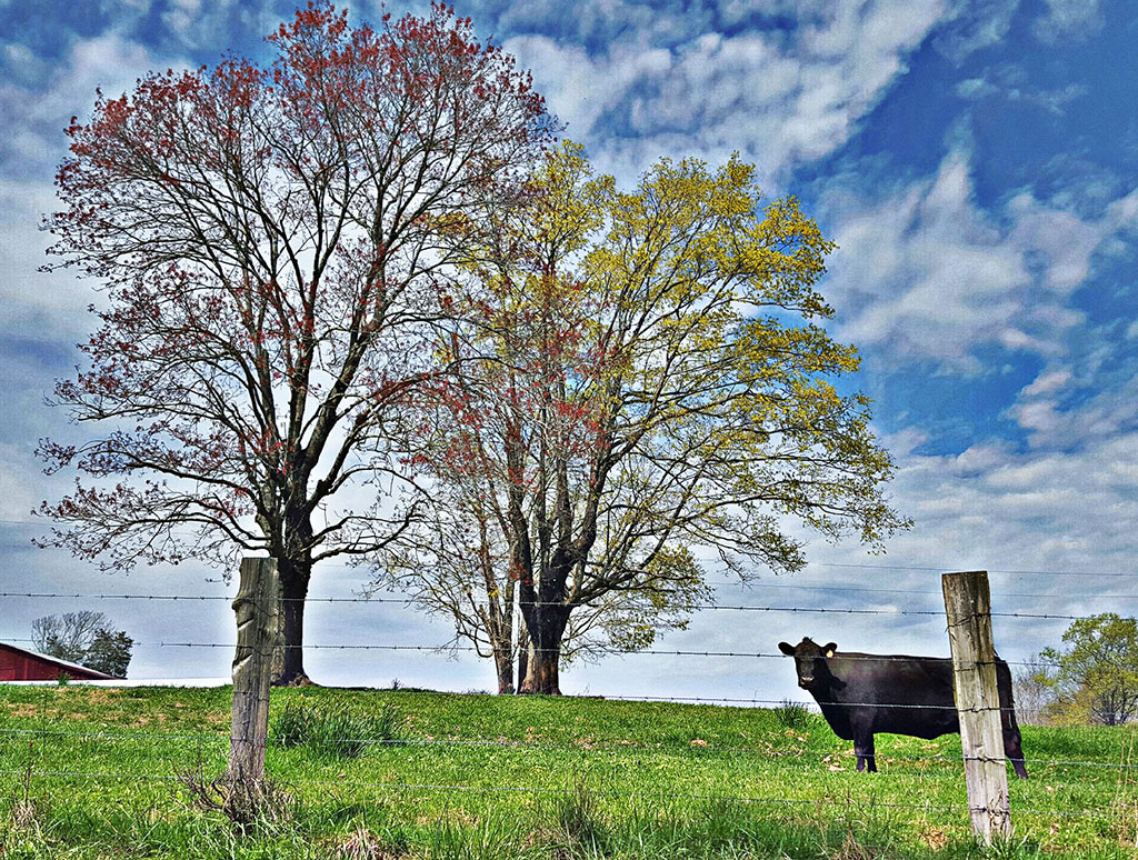 Wall art featuring a black cow, fall foliage and a striking blue sky