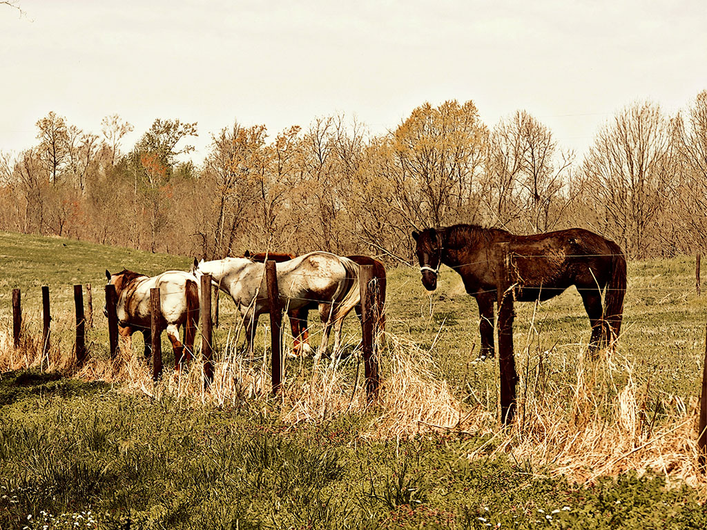 Art featuring two white horses and one brown horse behind a barbed wire fence