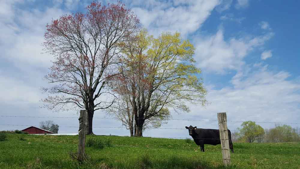 Original image of black cow in front of autumn trees with blue skies