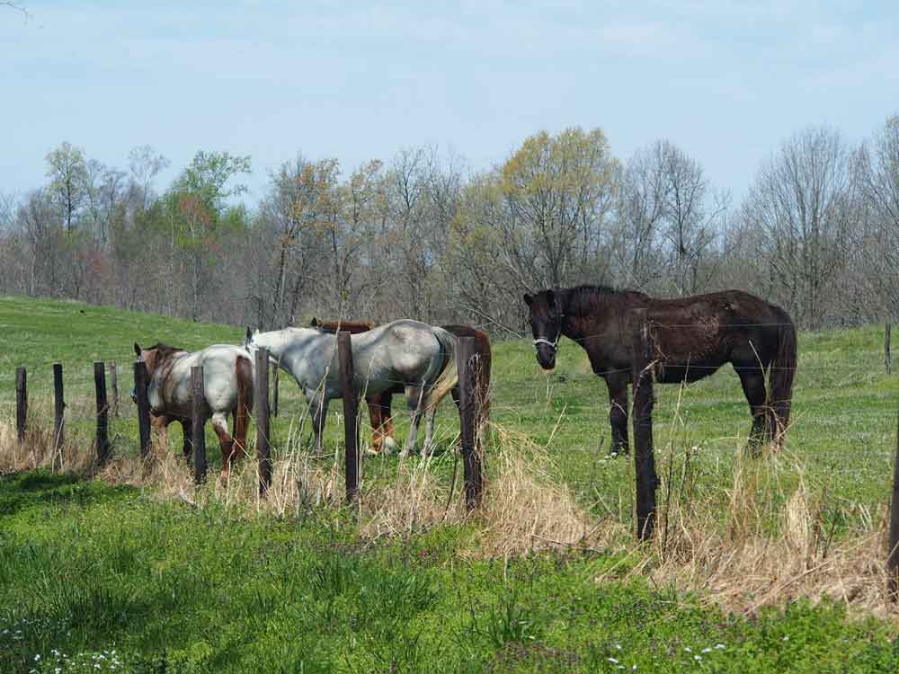 Original image of white and brown horses in hay field by barbed wire fence