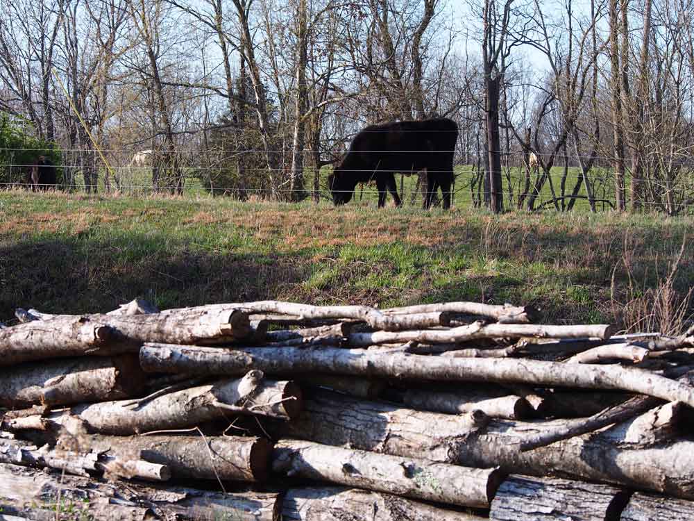 Original image of black cow grazing behind barbed wire fence