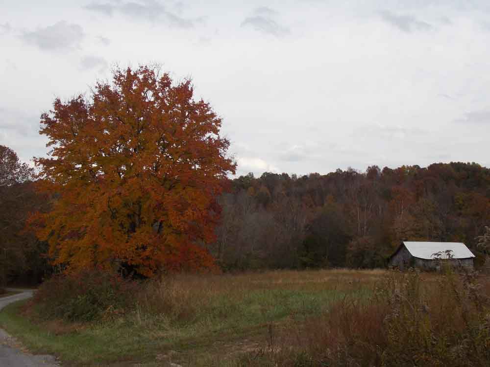 Original image of sugar maple fall foliage and old tobacco barn in front of mountains