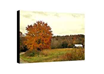 Autumn canvas wall decor for the home with sugar maple and old tobacco barn