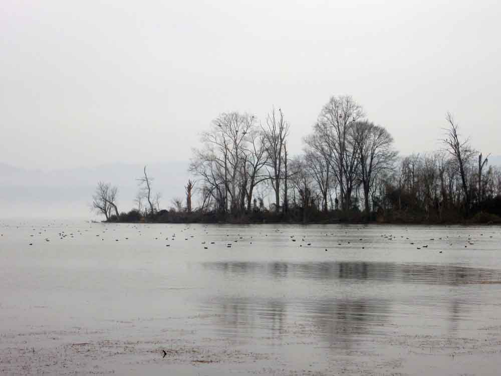 Original image of island in Lake Guntersville, Alabama