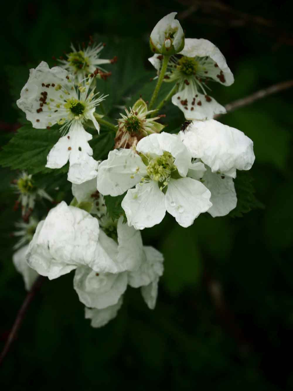 Original photo of white blackberry blossoms