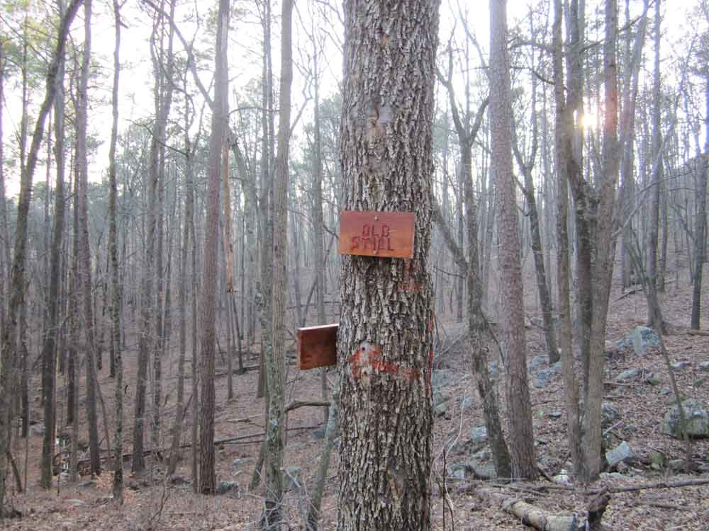 Original photo of tree with Old Still sign in Guntersville State Park, Alabama