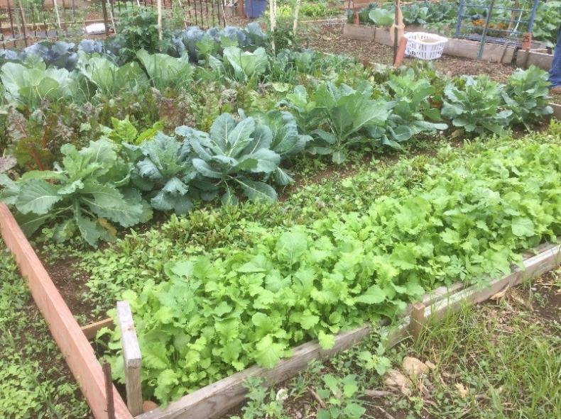 Plots in a community garden