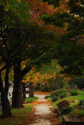 A tree lined sidewalk in autumn