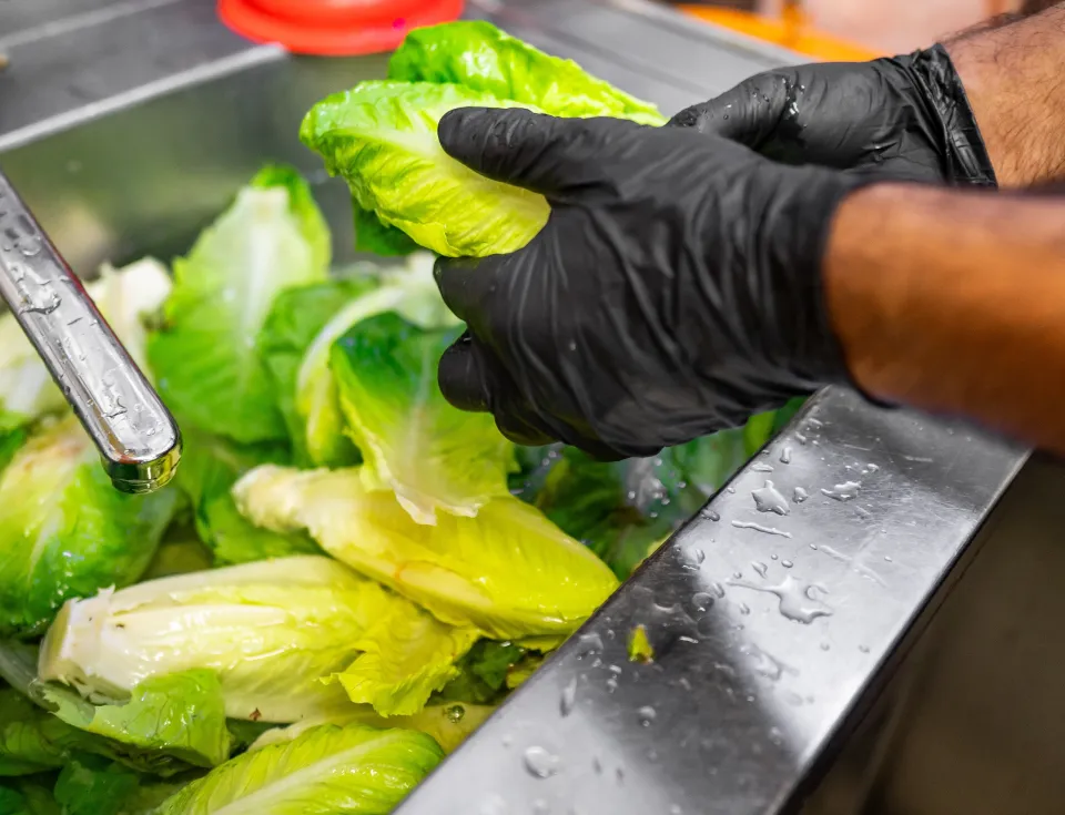 Hands washing lettuce