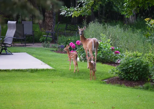 Doe and twins on a lawn