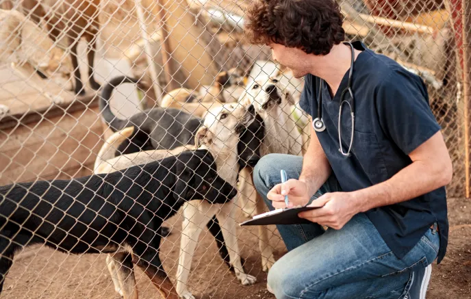Dogs' health check