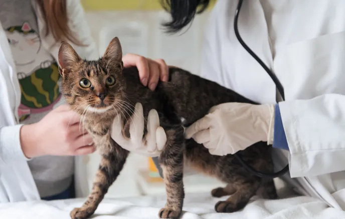 Cat health check