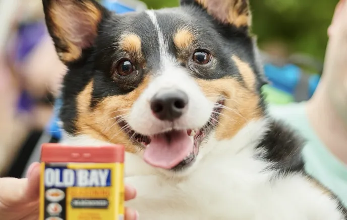Smiling dog with Old bay spices
