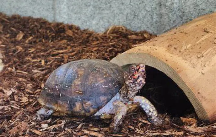 Carrie Murray Nature Center Turtle