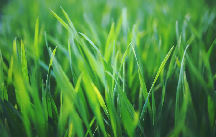 blades of grass