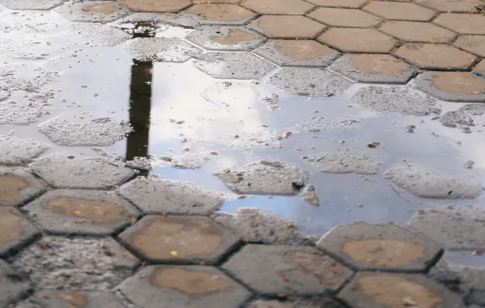 park with a reflective puddle near trees