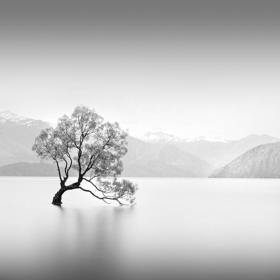 That Wanaka Tree by Sasank Sasikumar Black & White Magazine For