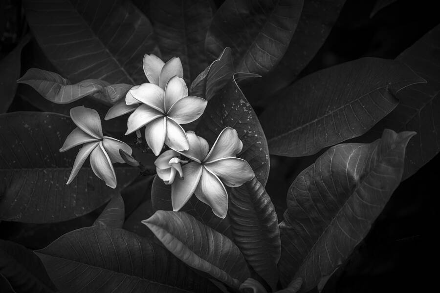 Plumerias 11 by David Ruderman | Black & White Magazine | For ...