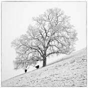 Snow Laced Oak by Tony Williams