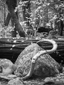 Happy Isles Trees by David Ruderman