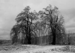 Winter Willow Trees by Annie Holt