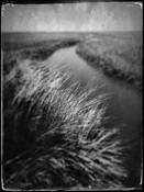 Reeds by Steven W. Sanger