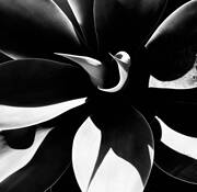 Succulent Shadow by Karen Green