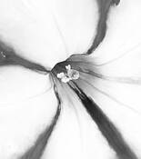 Peppermint Petunias by Layne Morgan