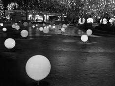Blossoms of Light by James C. Esten