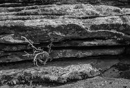 Surviving by James C. Esten