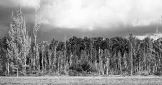 The Forest by Jose M. Ramirez