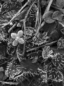 Frozen Grass by Elena Iliachenko