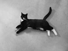 A Cat by Elena Iliachenko