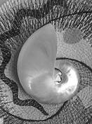 Nautilus by Leonard Hellerman