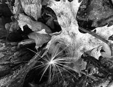 Stump and Seed by Arnold Clayton Henderson