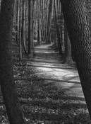 Into the Woods by Kathy Kasunich